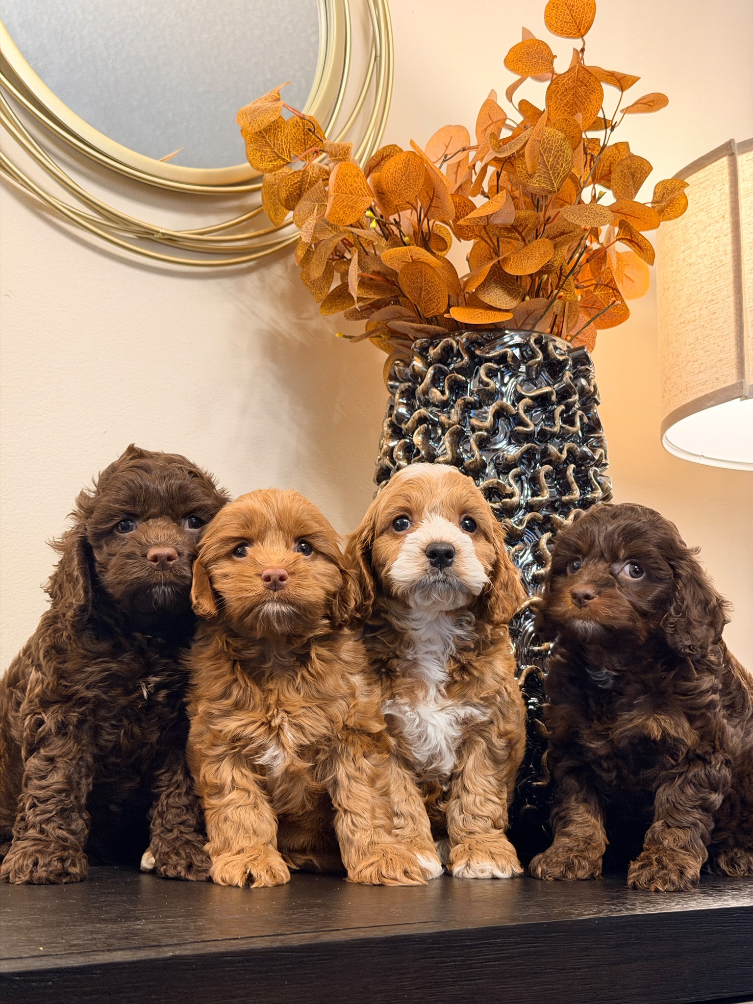 Puppy Yoga - Etobicoke