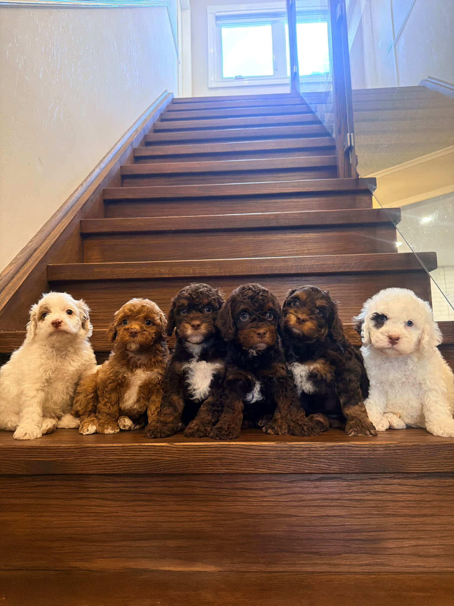 Puppy Yoga - Oakville