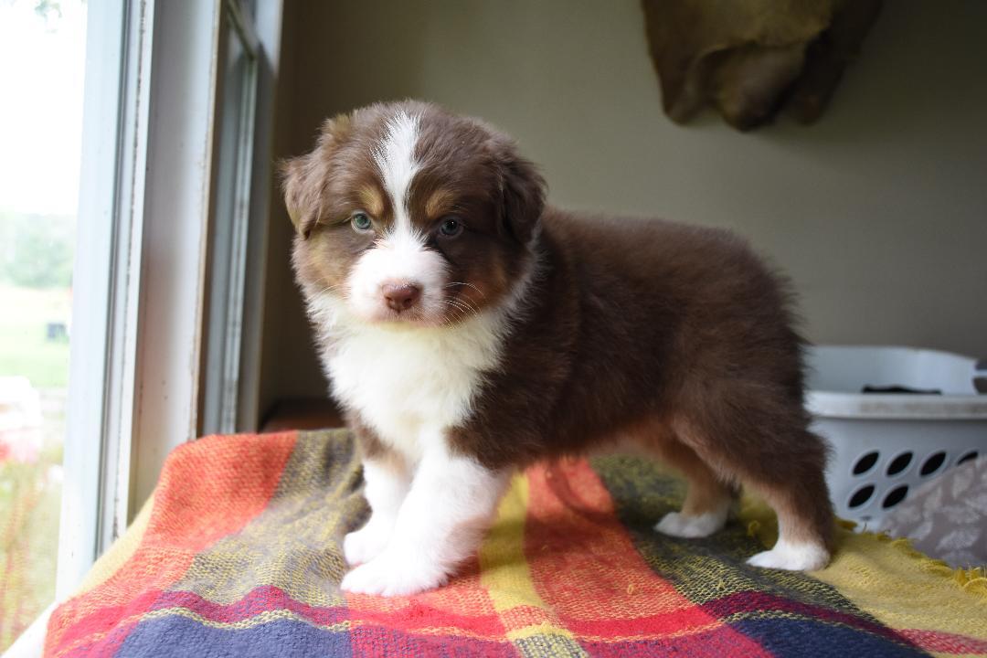 Puppy Yoga - Oakville